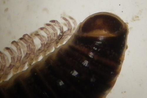 Cylindroiulus caeruleocinctus